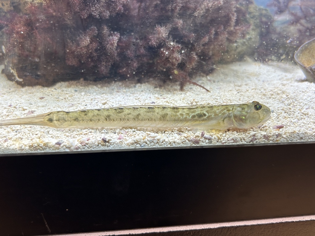 Highfin Goby