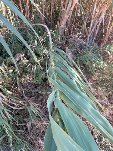 Arundo donax iNat (3)