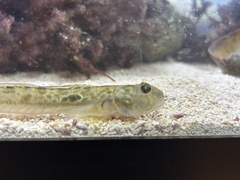 Highfin Goby photo 2