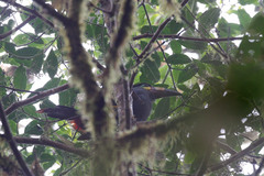 Andigena laminirostris