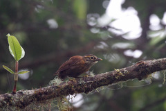 Anabacerthia variegaticeps