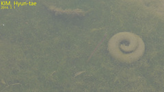 Hynobius quelpaertensis