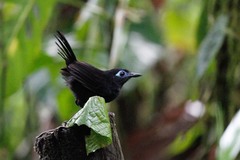 Hafferia zeledoni