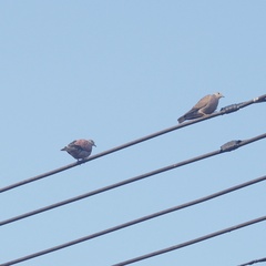 Streptopelia tranquebarica humilis