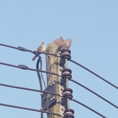 Streptopelia tranquebarica humilis