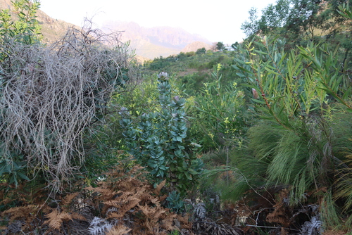 Broad-leaf sugarbush (Protea eximia)