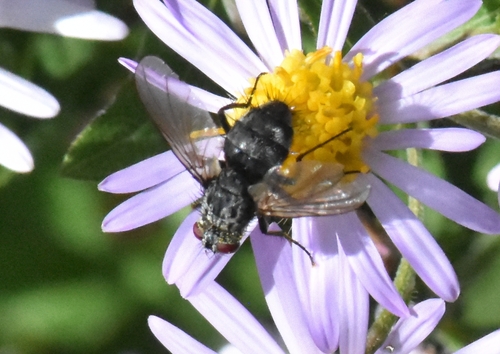 Dinera ferina, Groesbeek, Nederland, photo 10 of 10