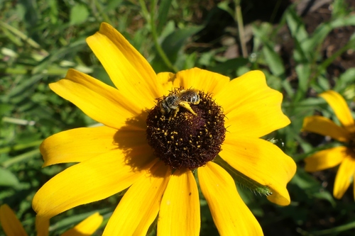 Ligated Furrow Bee photo 5