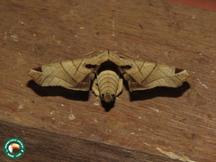 Apatelodes pandarioides