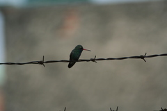 Cynanthus latirostris