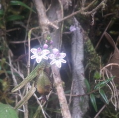 Epidendrum fimbriatum
