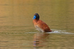 Lake Duck photo 5
