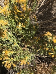 Ericameria paniculata