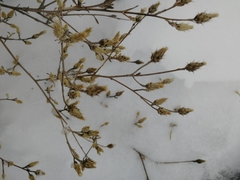 Centaurea virgata squarrosa