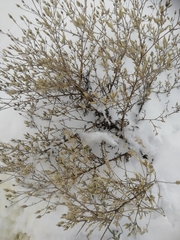 Centaurea virgata squarrosa