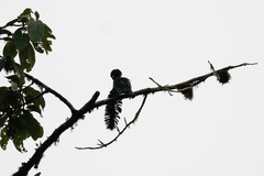 Cephalopterus penduliger
