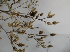 Centaurea virgata squarrosa