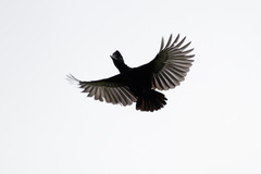 Cephalopterus penduliger