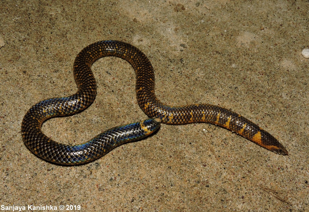 Blyth's Earth Snake