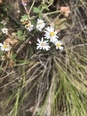 Symphyotrichum porteri