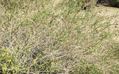 Baccharis brachyphylla