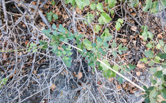 Clematis pauciflora
