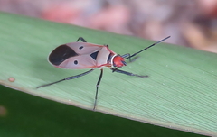 Dysdercus sidae