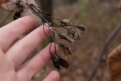 Aureolaria grandiflora