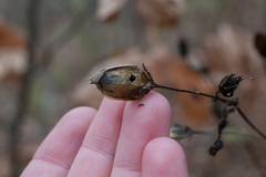 Aureolaria grandiflora