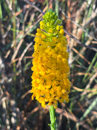 Yellow Fringeless Orchid (Platanthera integra)