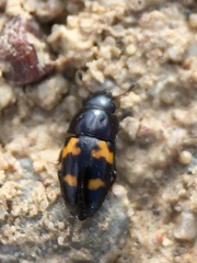 Glischrochilus fasciatus