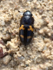 Glischrochilus fasciatus