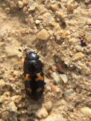 Glischrochilus fasciatus