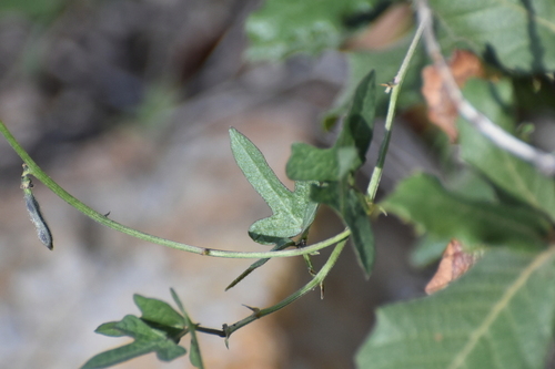 Gray's bean (Phaseolus grayanus)