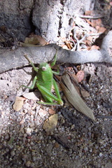 Antandrus viridis