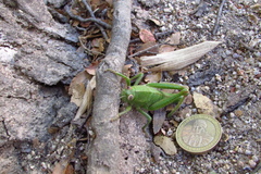 Antandrus viridis