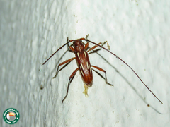 Eburodacrys trilineata