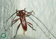Eburodacrys trilineata