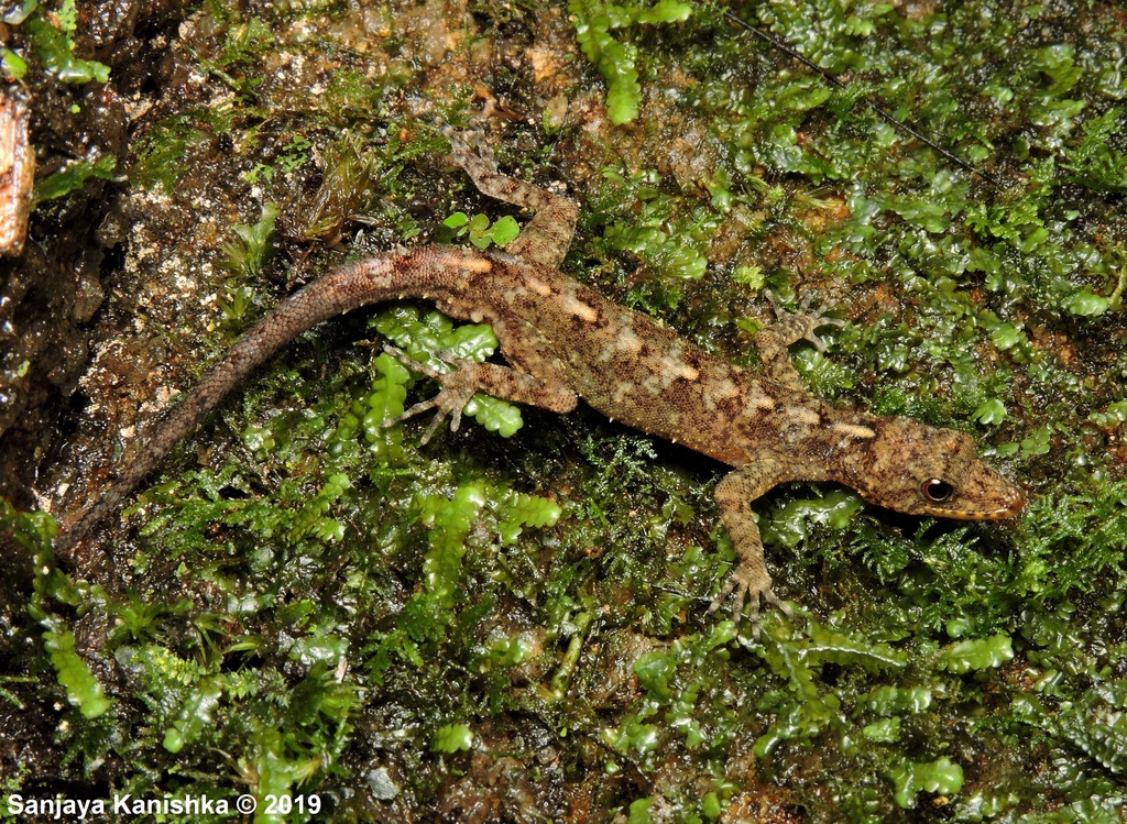 Nawalapitiya Round-Eyed Gecko