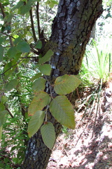 Nothofagus alessandrii