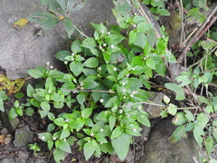 Acmella radicans