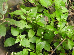 Acmella radicans