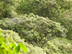 Lysiloma divaricatum