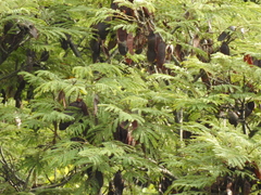 Lysiloma divaricatum