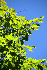 Nothofagus alessandrii