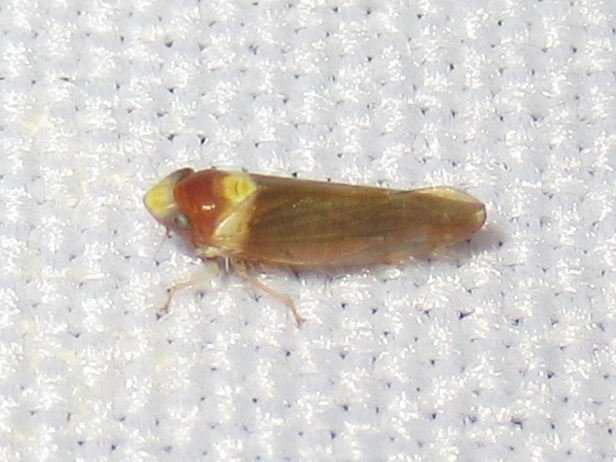 Scaphytopius cinctus