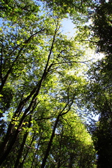 Nothofagus alessandrii