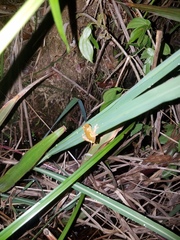 Dendropsophus bifurcus