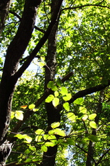Nothofagus alessandrii