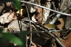 Liolaemus schroederi